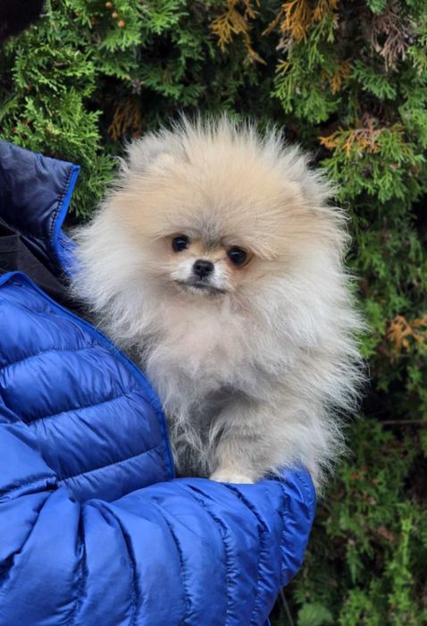 xxs suczka Pomeranian szpic miniaturowy ZKwP/FCI