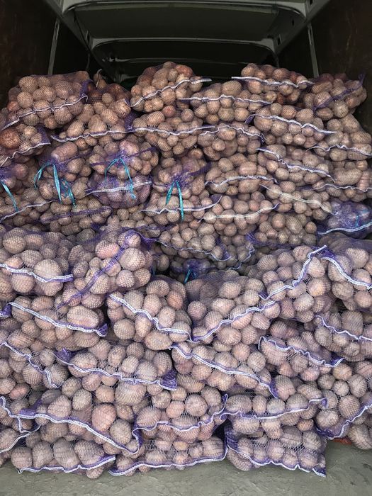Ziemniak wielkości sadzeniaka od 1 zł/kg - dowóz w cenie