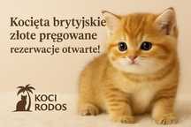 kocięta brytyjskie zlote -pregowane