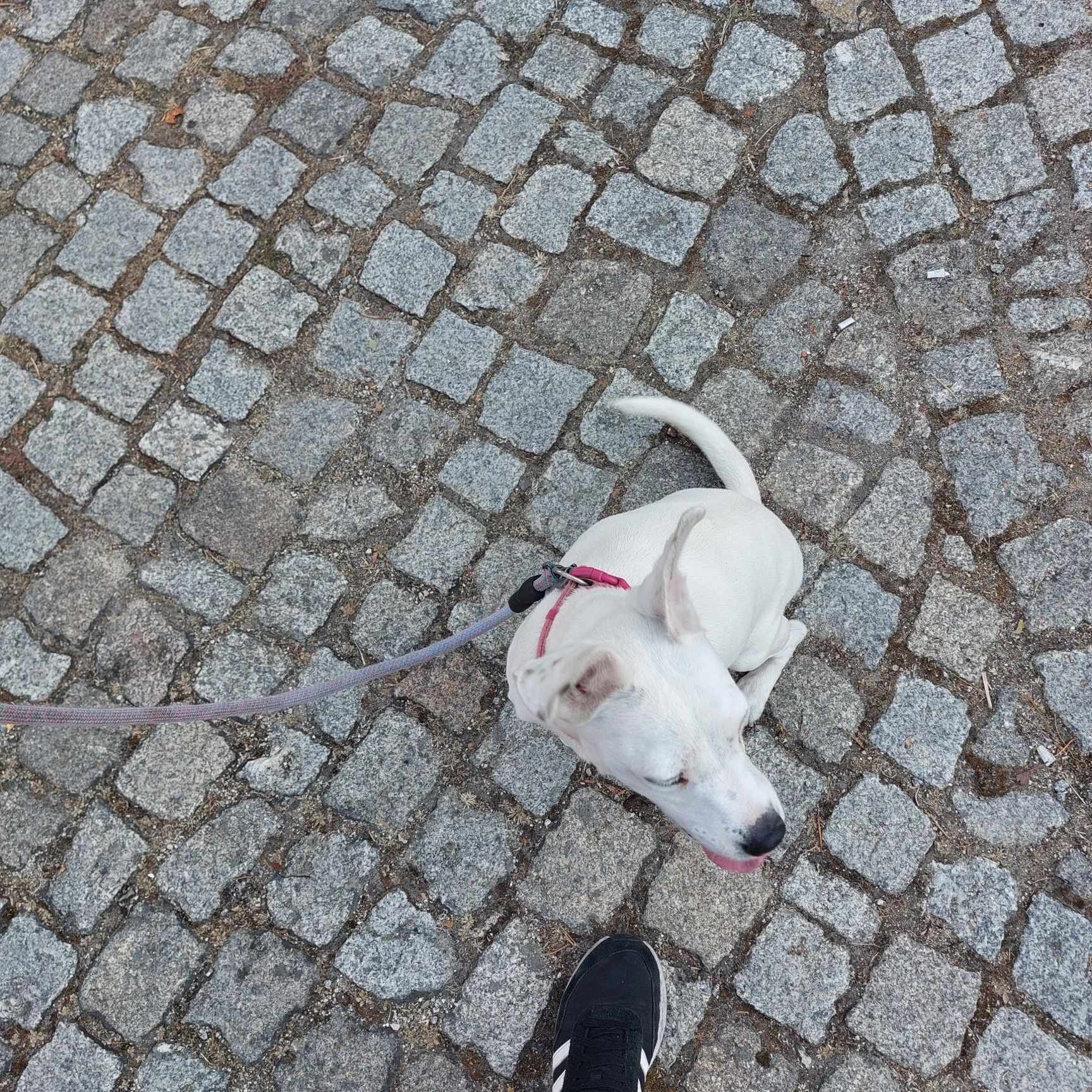 Cadela para adoção