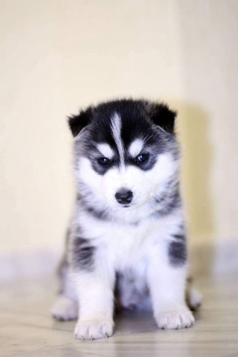 Мальчик сибирский хаски. КСУ