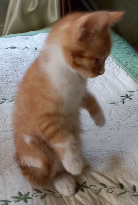 Подарю котят в добрые, любящие руки