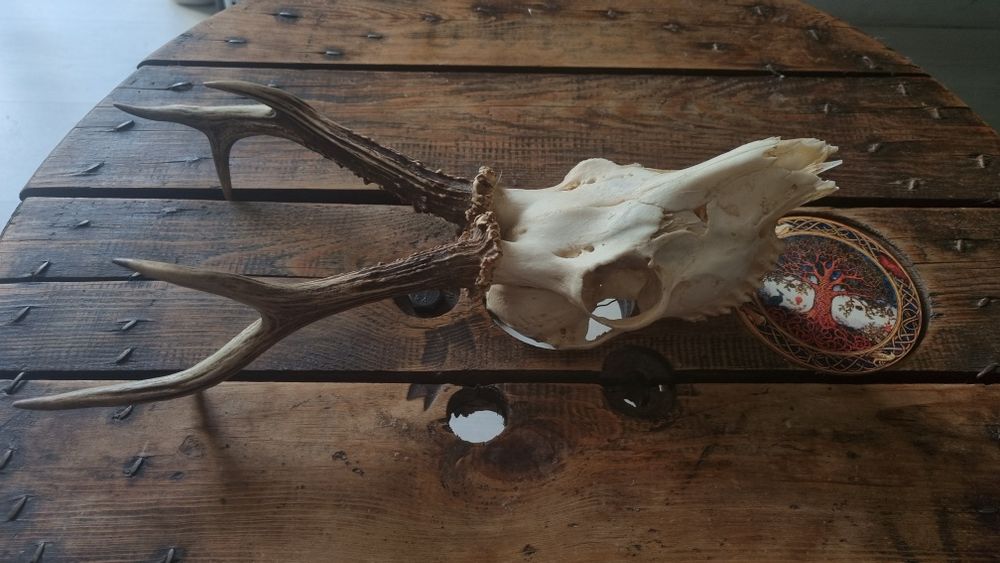 Czaszka i poroże jelenia