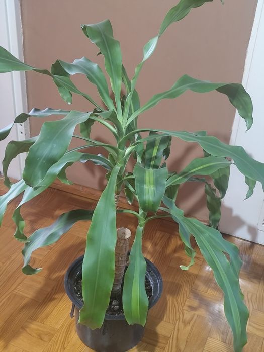 JUKA roślina domowa