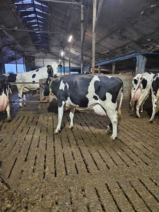 Sprzedam krowy mleczne