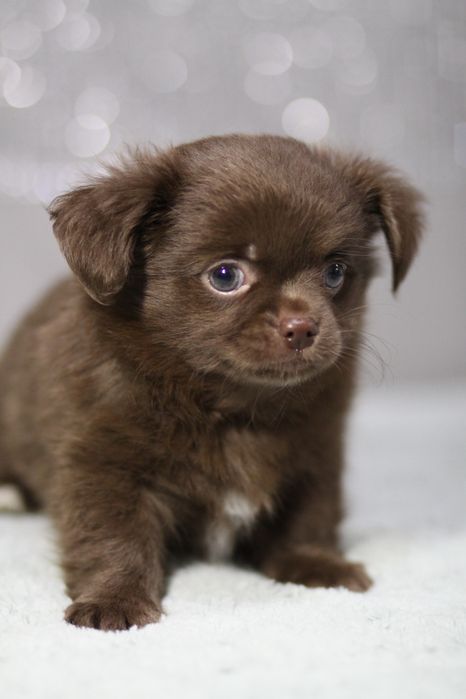 *** Chihuahua czekoladowa długowłosy**