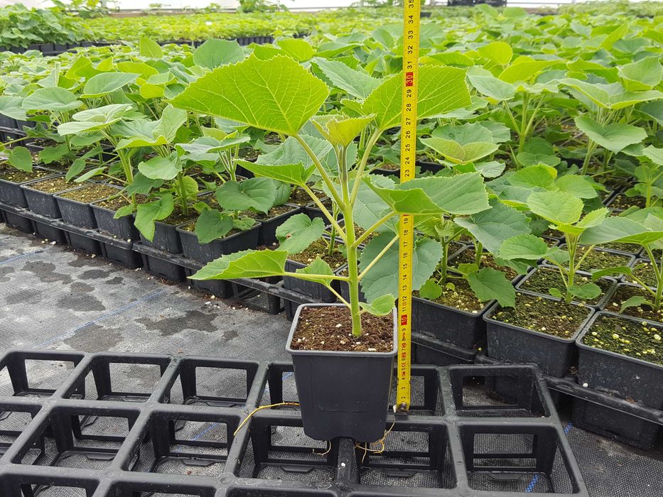 Paulownia Híbrida Turbo Pro em Vaso de 600 ml