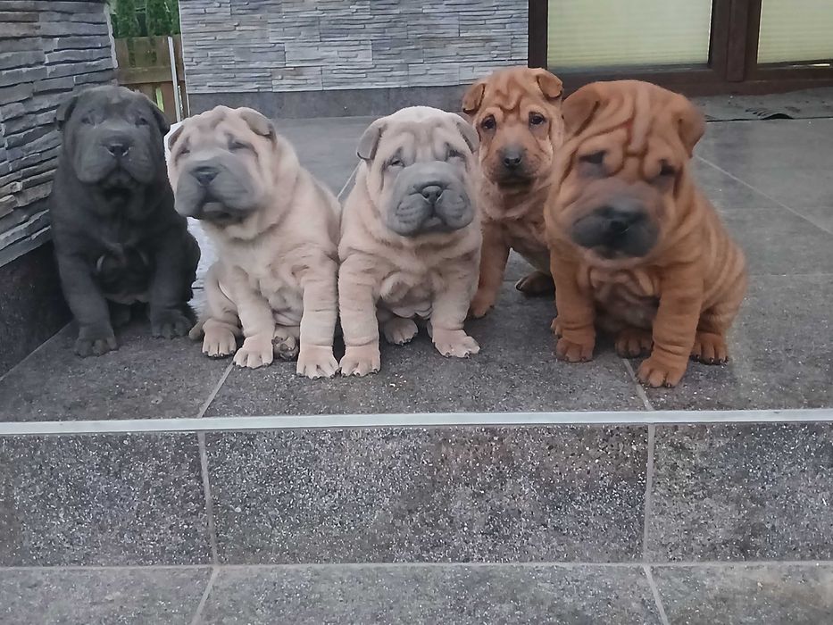 Suczka błękitna Shar Pei z rodowodem,  zagraniczni rodzice FCI