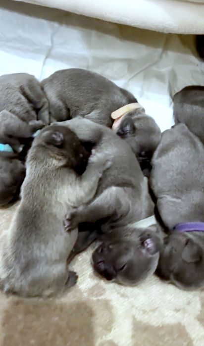 Бульдожки блакитни малюки