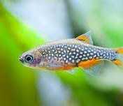 Razbora Galaxy, Danio perłowe
