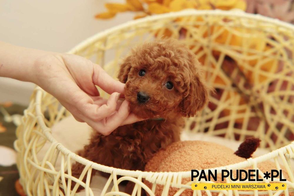 Pudel Toy Wyjątkowy Piesek Czerwony Red Odbiór 8.11