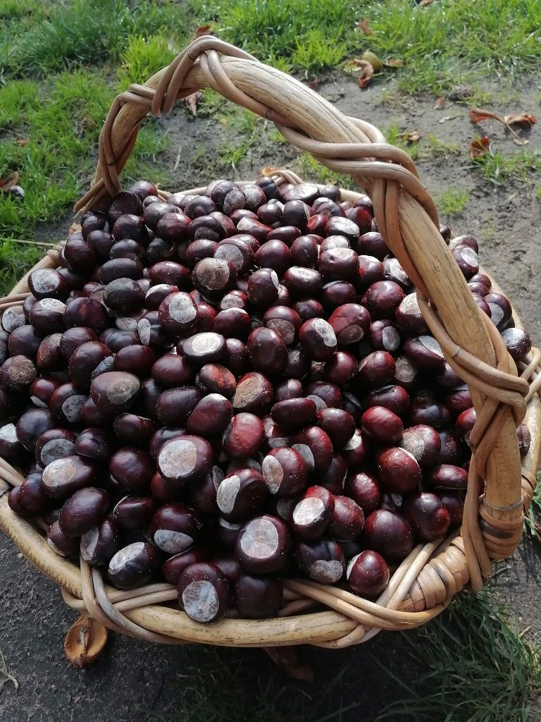 Kasztany ozdobne tegoroczne niejadalne do dekoracji