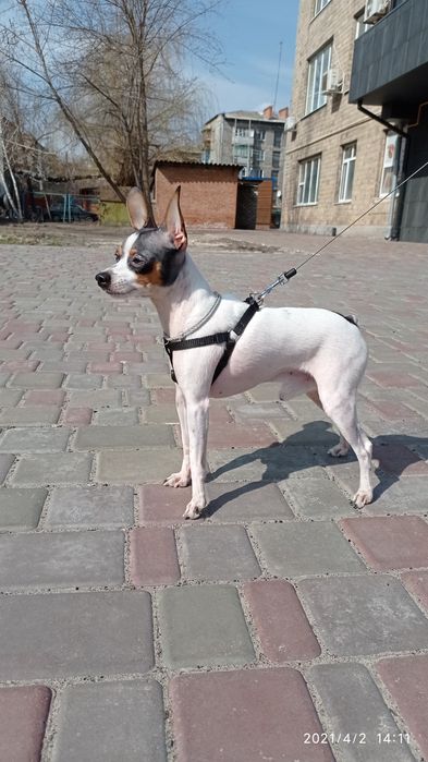 Вязка американський той-фокстерьер,НЕ РОЗВ'ЯЗАНИЙ