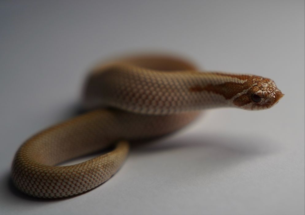 Wąż Heterodon nasicus - Toffee Superconda - Samica Hognose snake