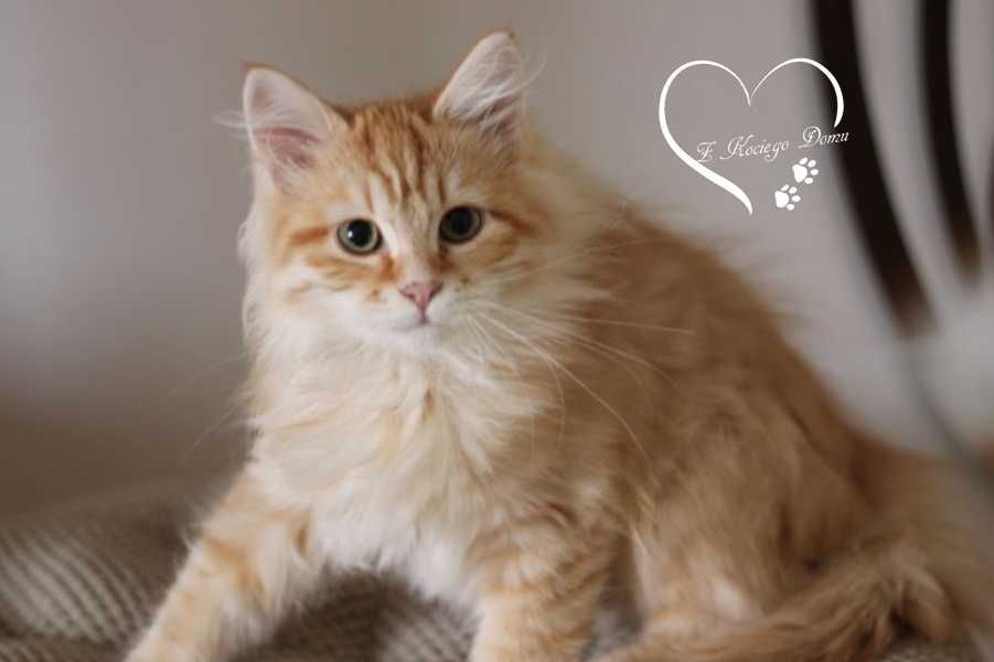 Rudy kocurek syberyjski rodowd FIFE