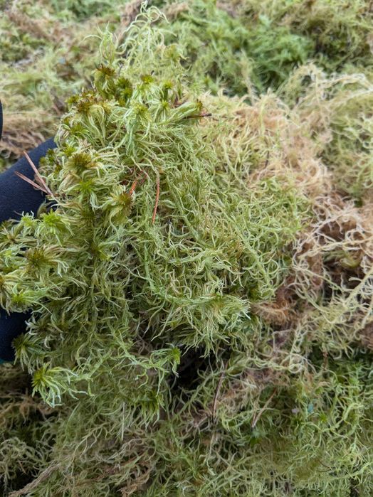 МОХ  ПУХНАСТИЙ/ живий/ сухий