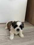 Szczeniak shih-tzu