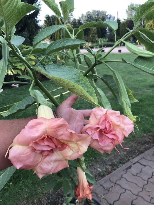 Datura zuni yelow i inne