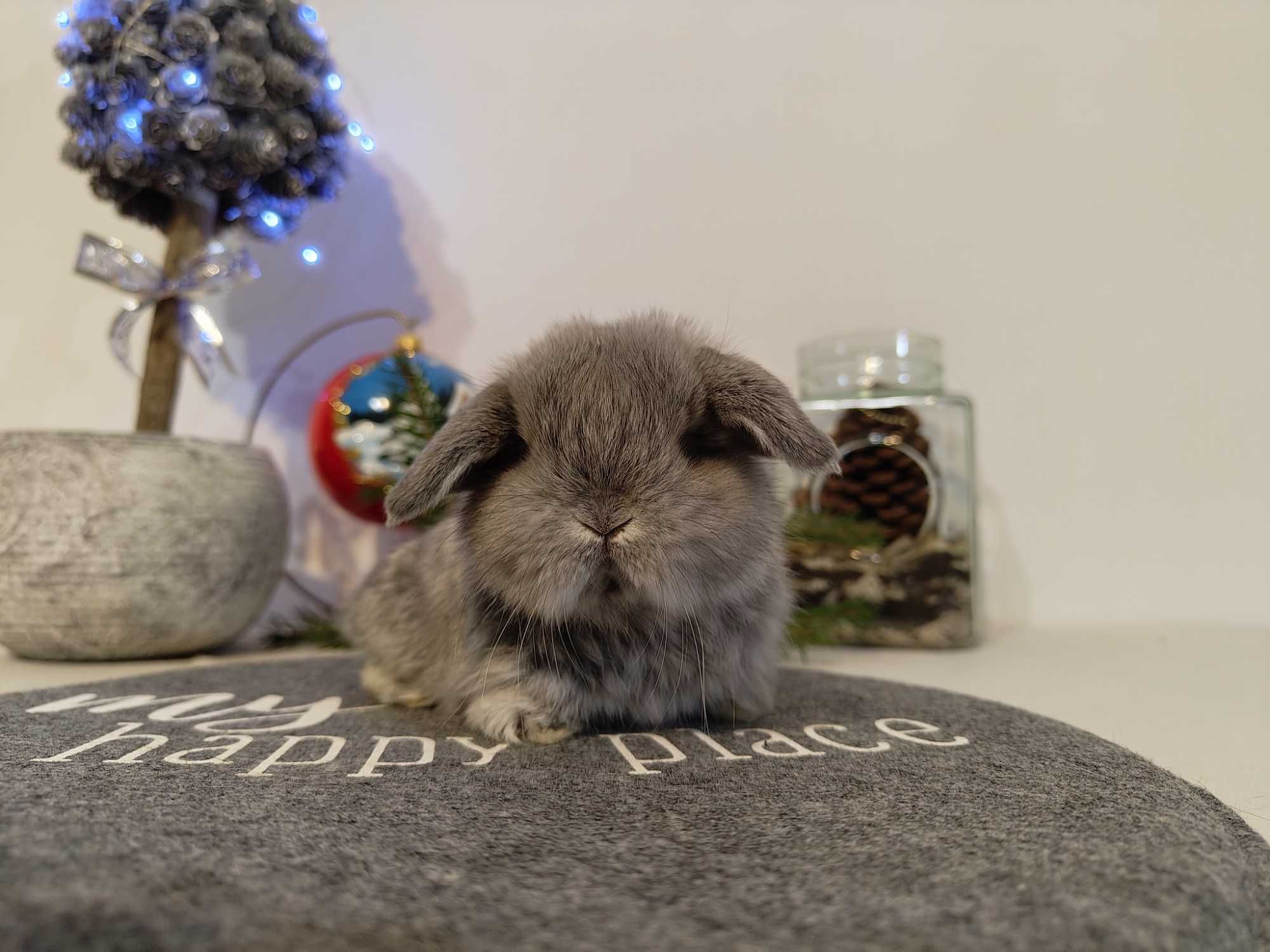 Króliczki Mini Lop. Króliczki domowe, miniaturka, karzełek.