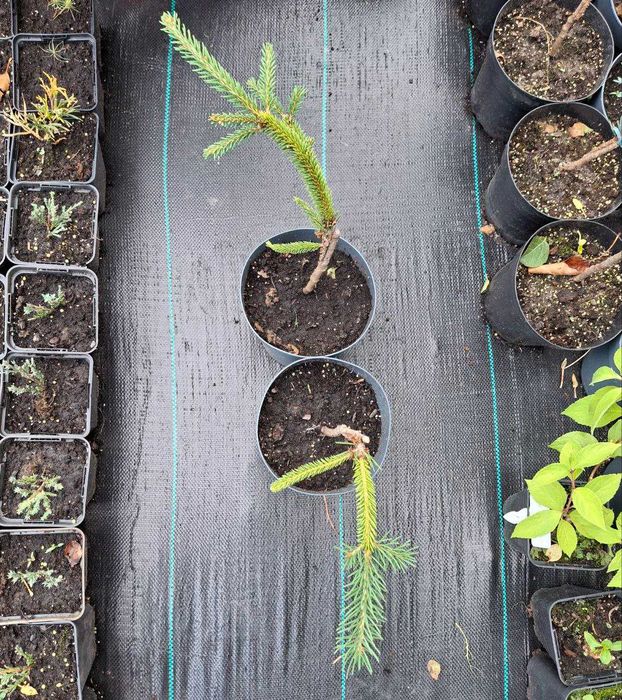 Сосни "Mops","Winter Gold","Watereri",ялини "Glauca Globosa","Inversa"