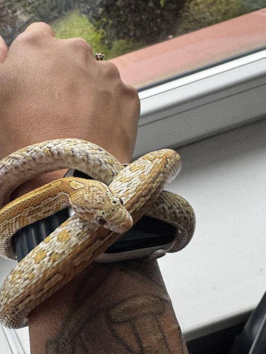 Wąż zbożowy Caramel Tessera