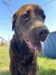 Labrador szuka dobrego domu !