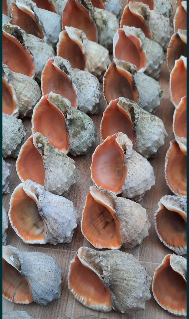 Ракушки рапана 6/7см