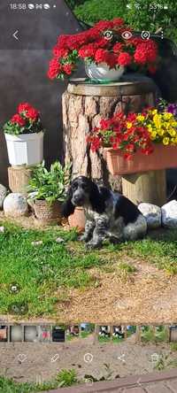 Cocker spaniel angielski