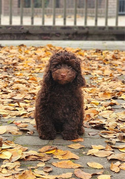 Chlopiec brązowy toy pudel