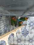 Fischers verdes novos