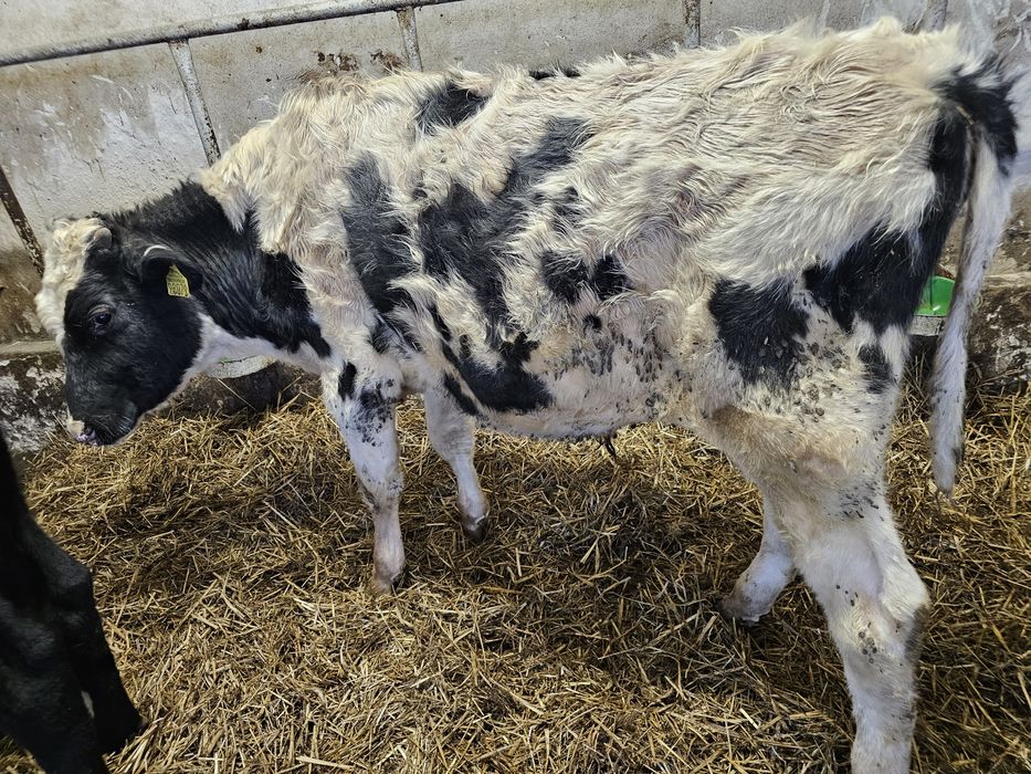 Sprzedam 5 byków 270 280 kg mieszańce