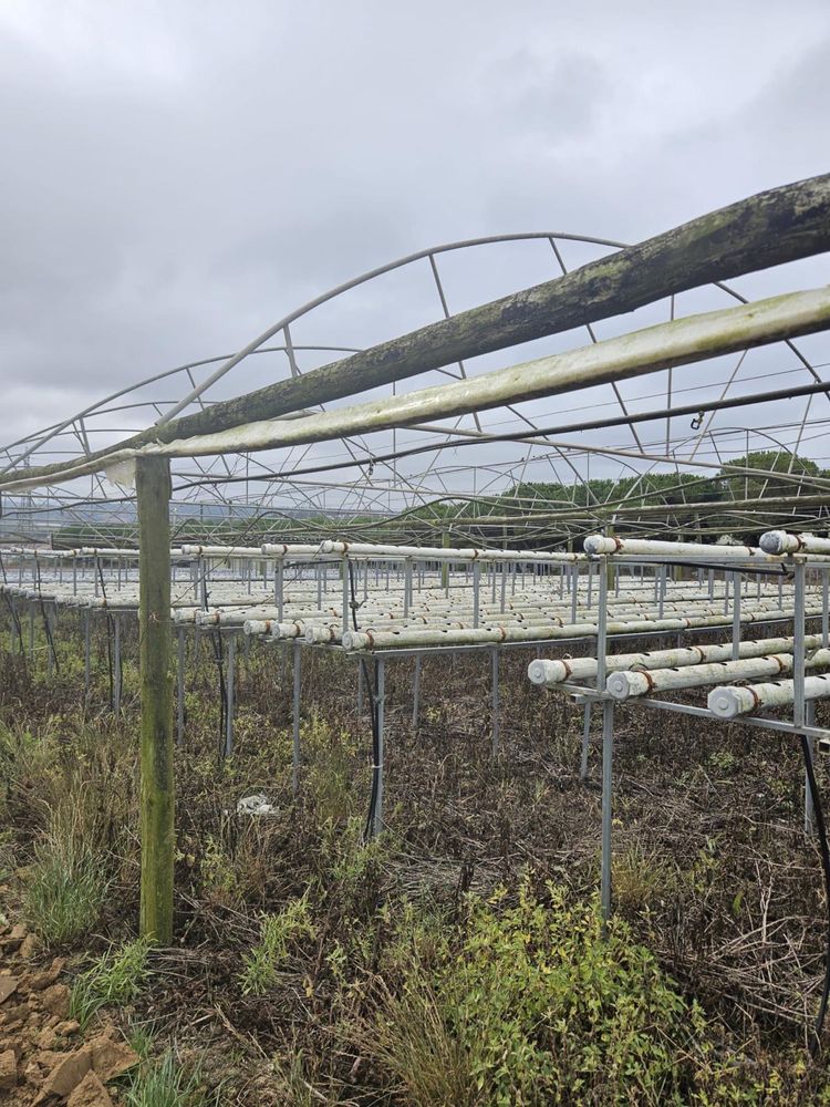 Estufas com sistema hidroponia