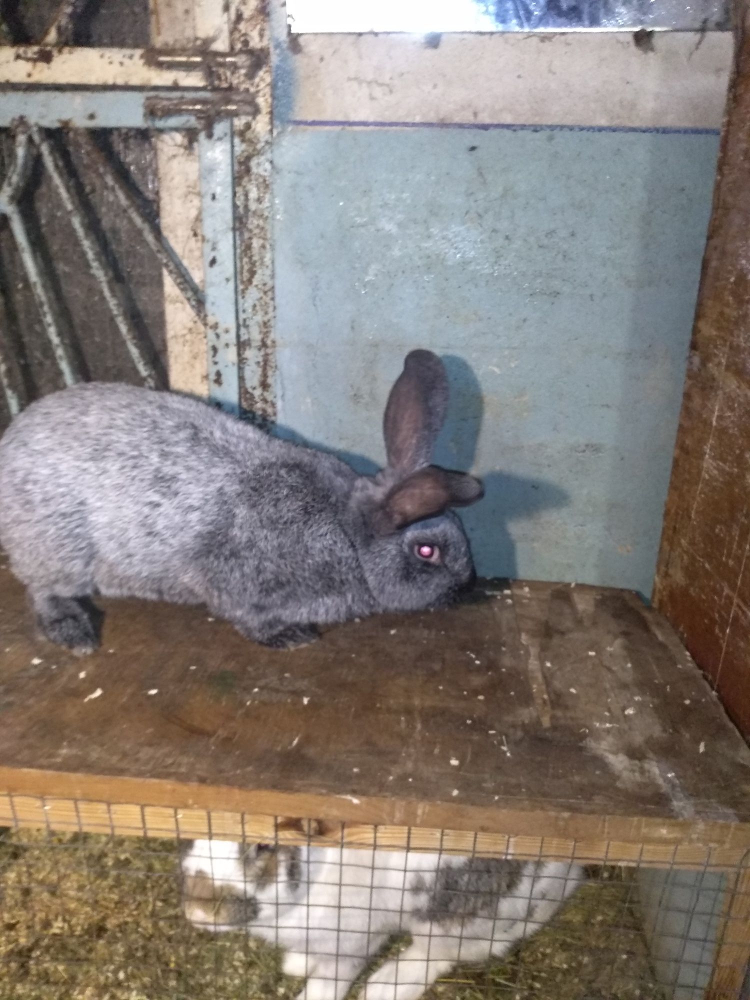 Кролики породы палтавское серебро