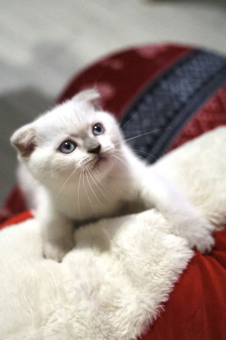 Шотландська кішечка скотіш фолд