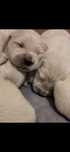 Golden retriever pies samiec 4 pokolenia