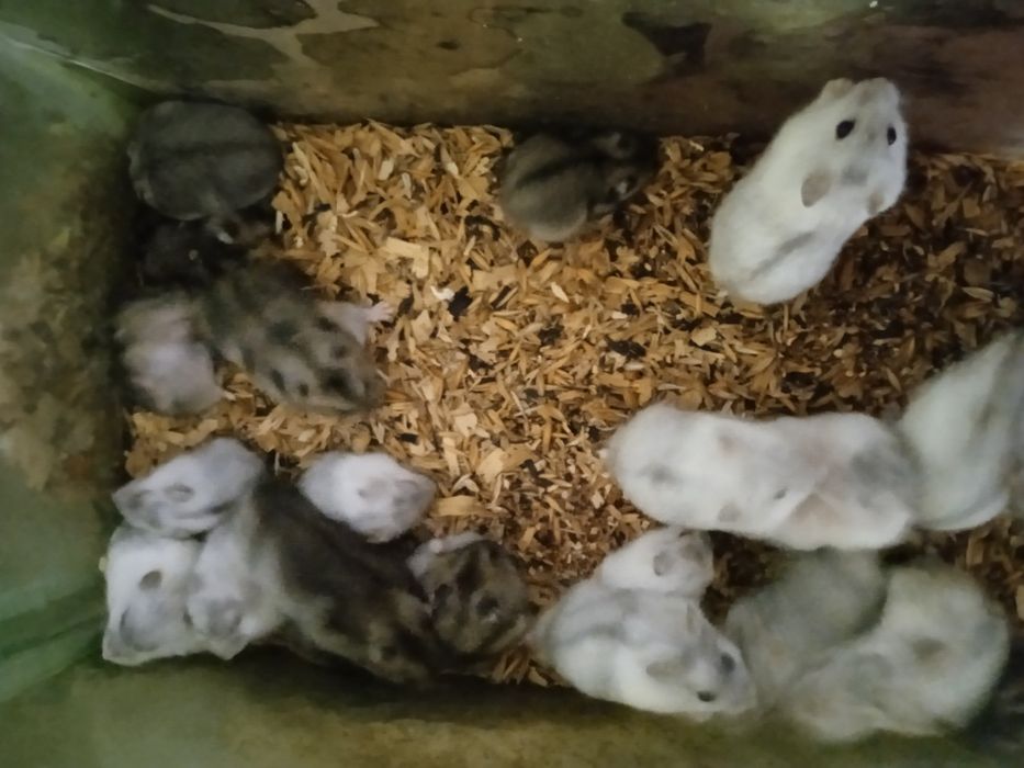 Карликові хом'ячки