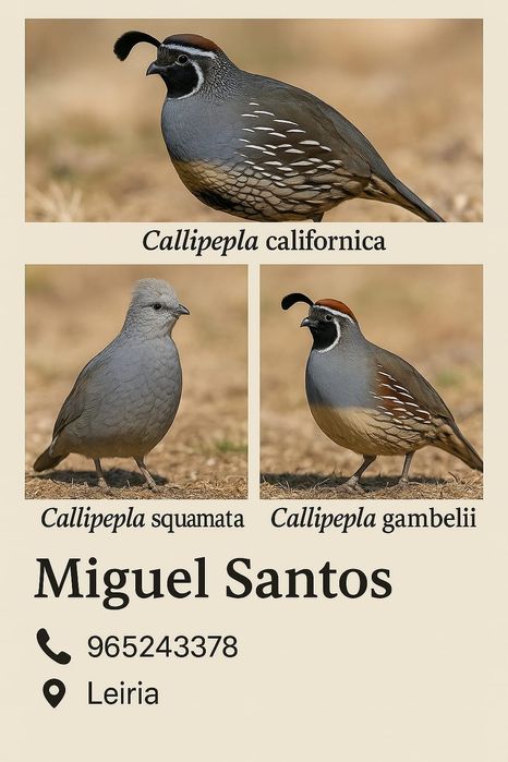 Cedência de perdizes