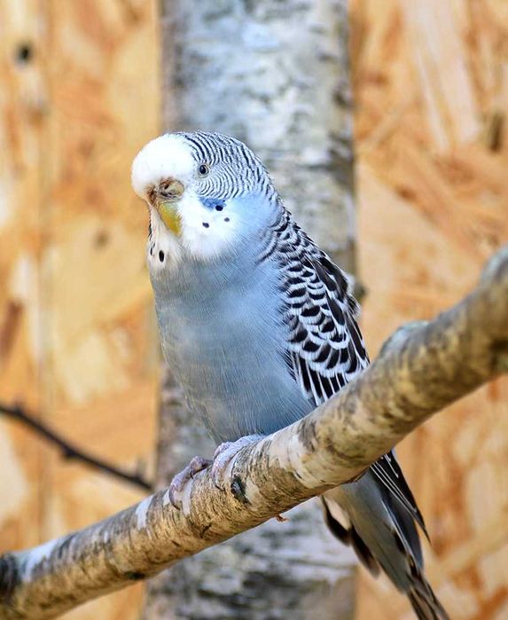 Papużki papuga falista falki Papużki faliste