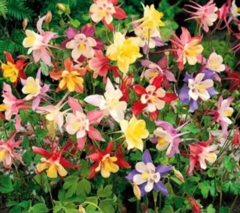 Orlik pełny mix kolorów Aquilegia