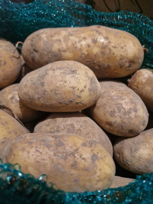 Sprzedam ziemniaki Soraya