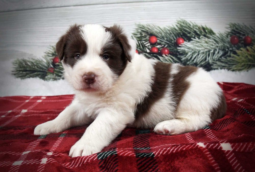 Border collie piesek czekoladowo biały po zdrowych rodzicach