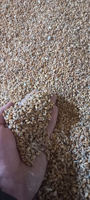 Pszenica/ łubin/owies/pszenżyto