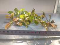Bucephalandra Shine Blue - wielka sadzonka
