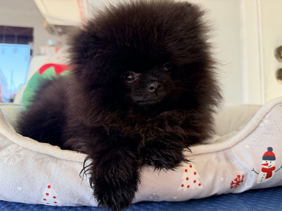 Szpic miniaturowy pomeranian