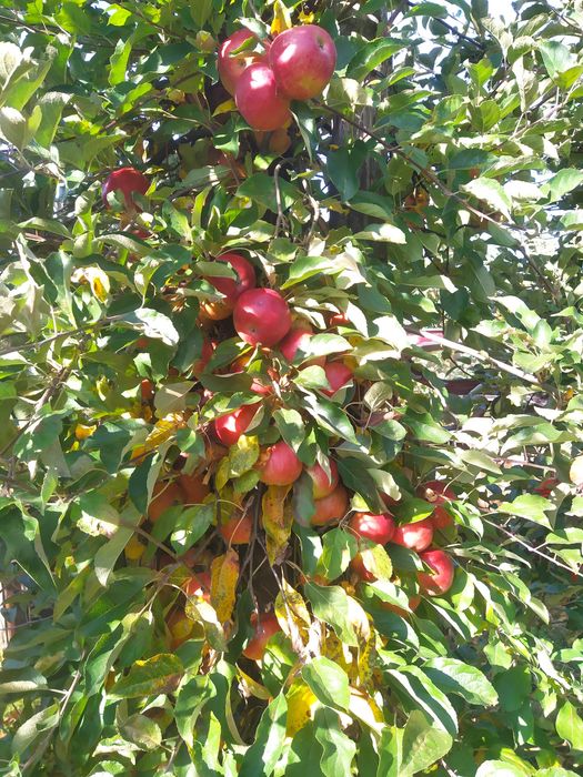 Jablka bez oprysków i nawozu