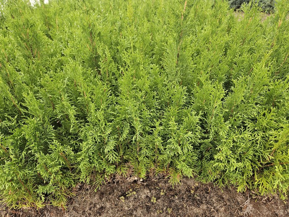 Tuja Smaragd - Szmaragd, trzyletnie sadzonki