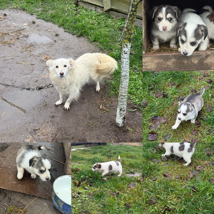 Безкоштовно Віддам песиків(дівчатка)