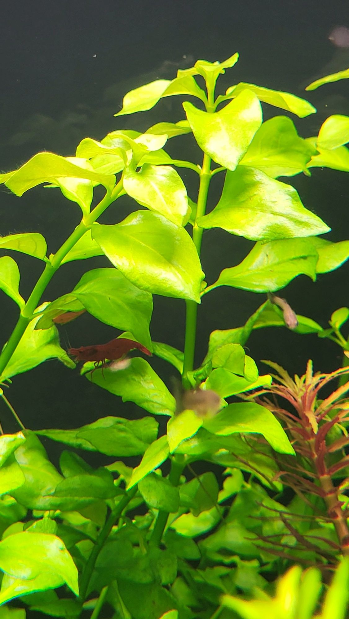 Rośliny Akwariowe- Ludwigia palustris green