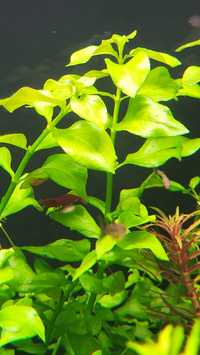 Rośliny Akwariowe- Ludwigia palustris green