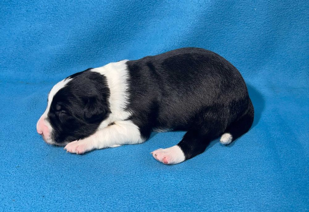 Border Collie, Piesek z Rodowodem, Rodzice przebadani, Benio